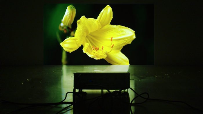 HOWE finds emotion within machine intelligence in 'A Yellow Flower'