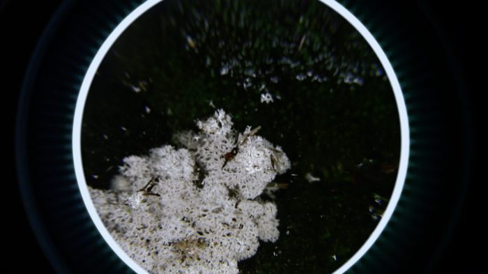 aircode reveals hidden ecologies in Spores