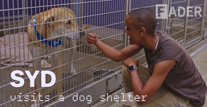 Syd Advocates for Dog Fostering in New Video Feature